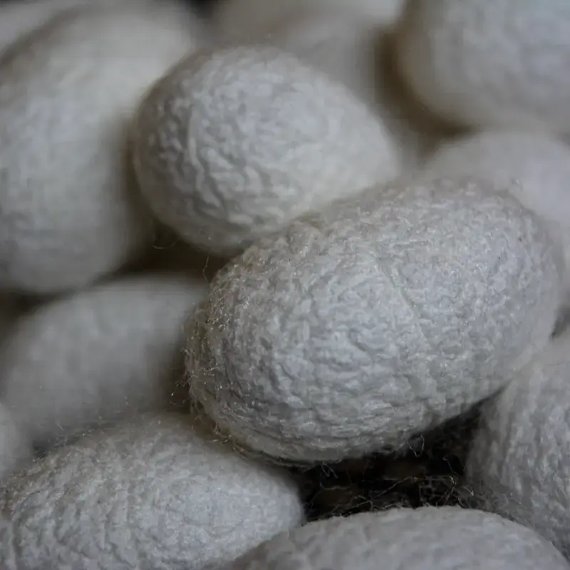 ...Al intentar sacarlo, observó un fino hilo de material brillante y altamente resistente que comenzaba a desenredarse del capullo...